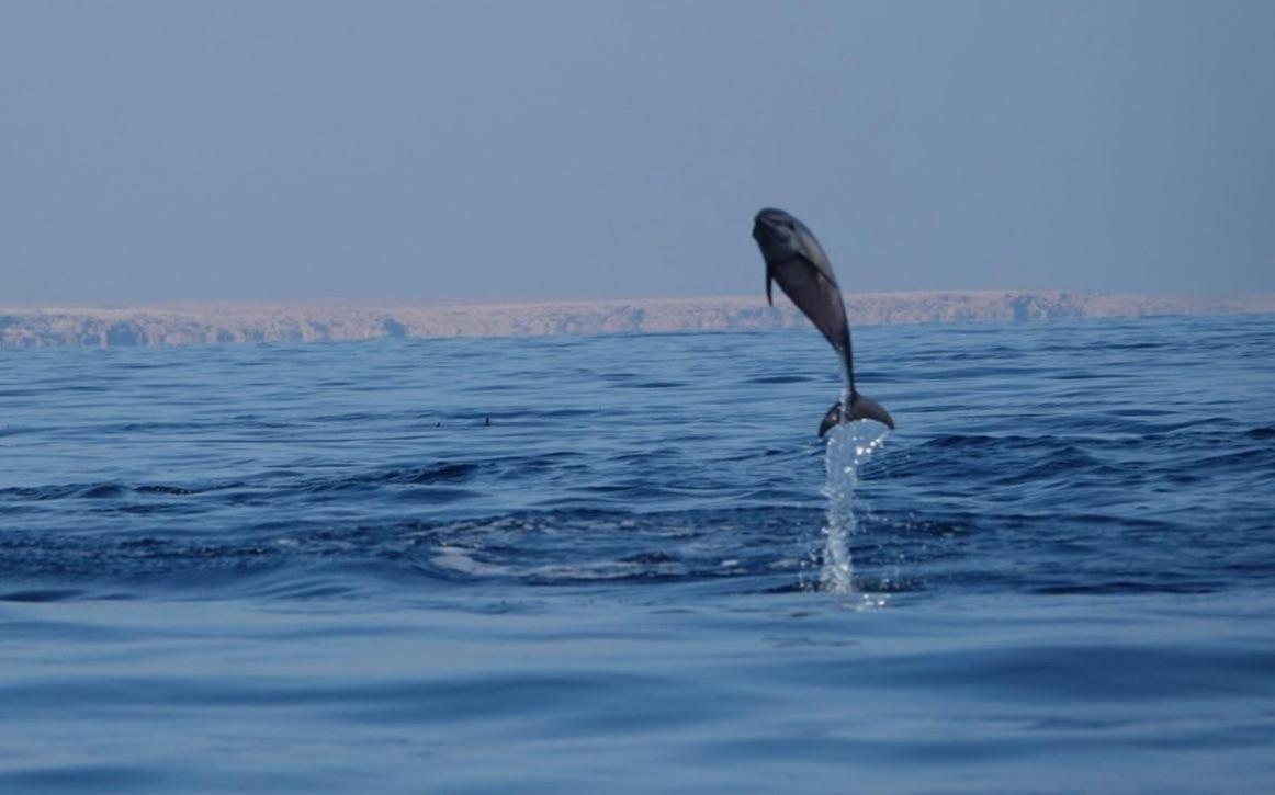 Salem Fish Guest House Ras al Hadd Extérieur photo